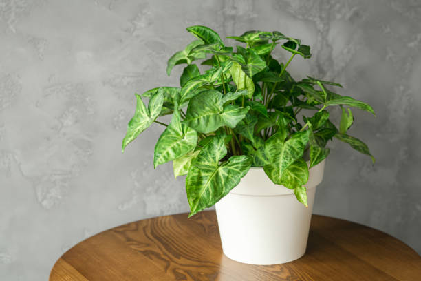 istock White pot with a green plant in a minimalist interior. 1488412748