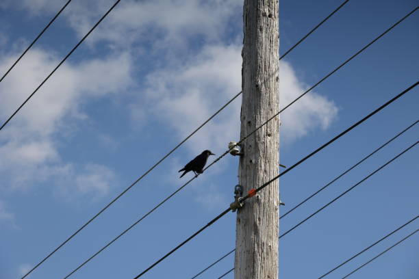 istock Lone Crow Watches from a Power Line  in Canada 1488413527