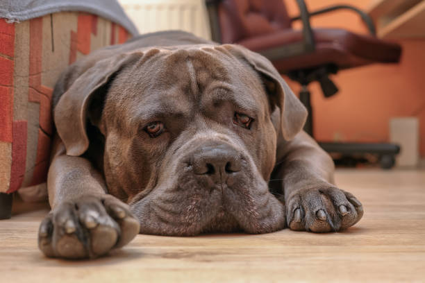 A dog lying on the floor A dog lying on the floor at home mastiff stock pictures, royalty-free photos & images