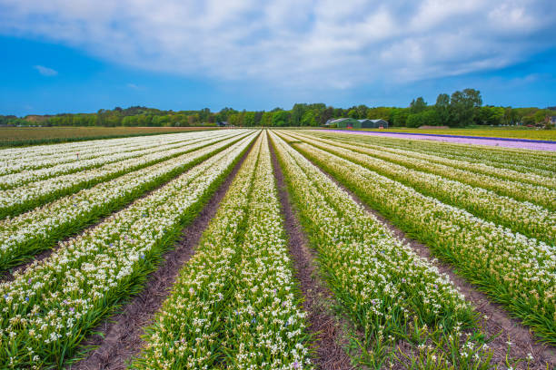 istock Hyacinth field in the Netherlands 1488415078