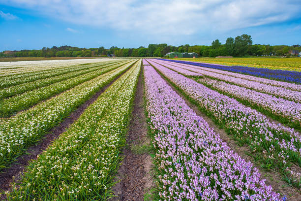 istock Hyacinth field in the Netherlands 1488415086