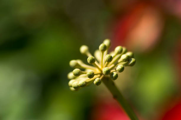 Macro of a plant with green tones