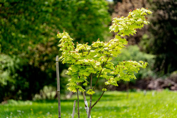 istock acorn tree nature maple forest garden new 1488416887