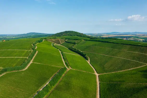 Aerial view about famous vineyards of Hungary at Villany wine region. Hungarian name is Ördögárok.