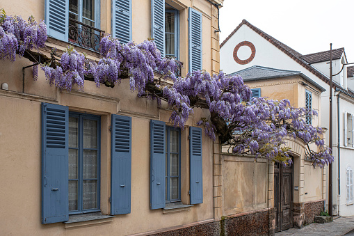 Glycine in flower on the front of a house