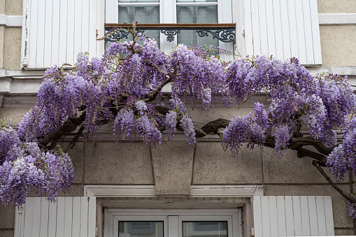 Glycine in flower on the front of a house