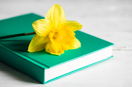 Yellow narcissus flower and green book on a blurred white wooden background, copy space.