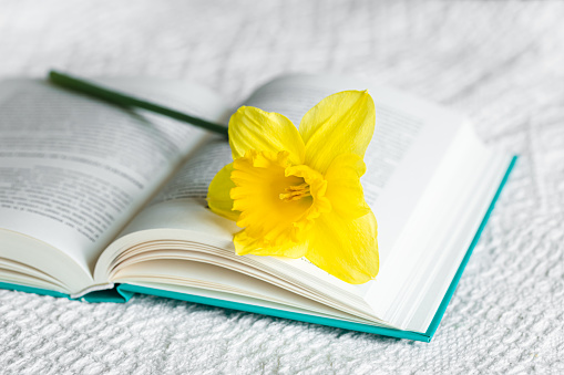 Yellow narcissus flower and open green book in a white bed, close-up.