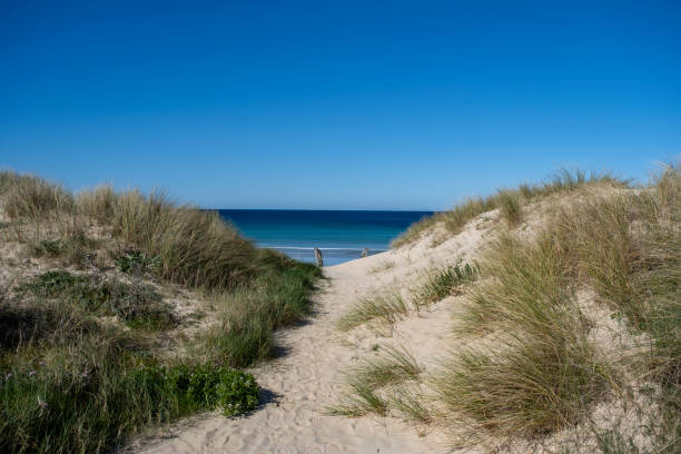 istock Sand dunes in the beach 1488417752