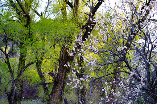 Blossoming Tree in Spring - Scenic nature scene.