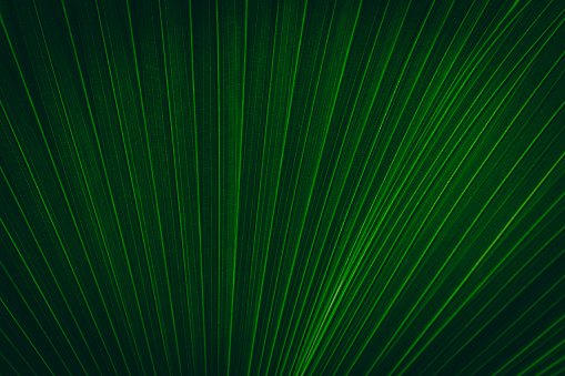 Texture of palm leaf in the shade of the tropical rainforest - dark green background.