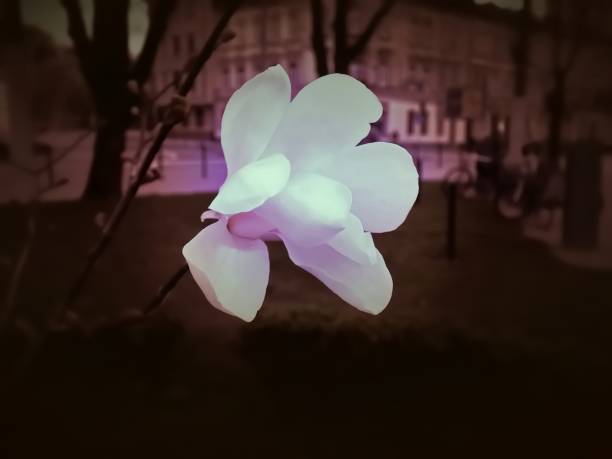 magnolia kobus - magnolia flower sepia toned flower head fotografías e imágenes de stock