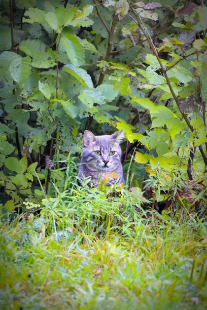 istock A vertical image of a cat hiding in the bush while hunting for a meal 1488423107