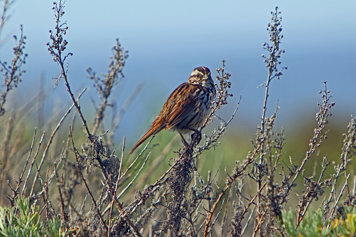 Passer hispaniolensis - The Moorish sparrow is a species of passerine bird of the Passeridae family native to the Mediterranean region.