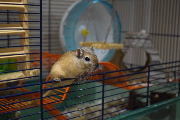 Brown and White Gerbil with one raised paw, isolated on a white background.