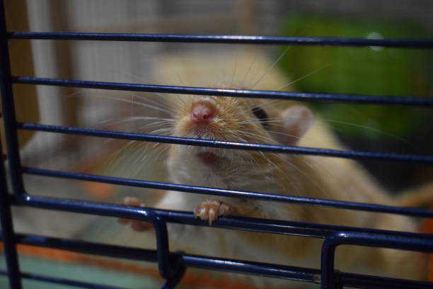 istock Close up of small pet gerbil in cage 1488424342