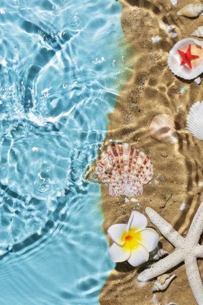 istock Sea water, sand and seashells background. 1488424352