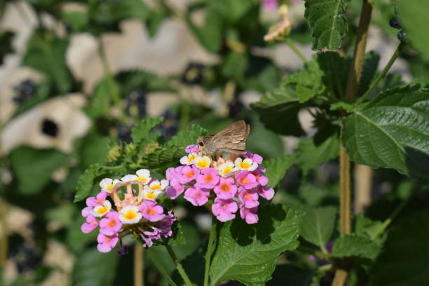 istock Moth sitting on colourful flowers 1488424833