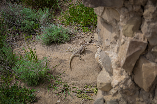 Brown, scaly-skinned lizard with yellow eyes with a menacing look standing next to stones and grass