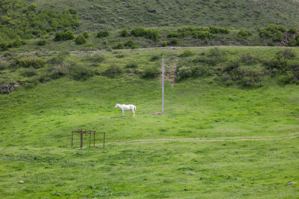 Lone white horse standing on lush green grass at the foot of a hill, in spring