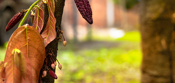 Close up of cacao blooming tree with flowers and small fruit. Tiny cacao (Theobroma cacao L.) Pod stock photo