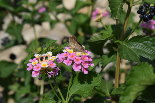 istock Moth sitting on colourful flowers 1488426730