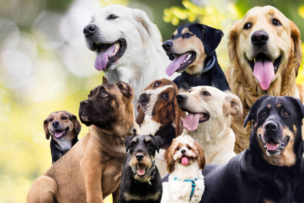 hundegefährten auf einer sommerleinwand - group of dogs stock-fotos und bilder
