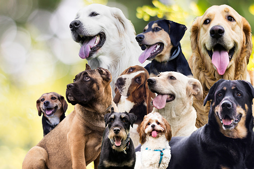 Large group of different breeds of dogs on a nature background. Friendship animals theme