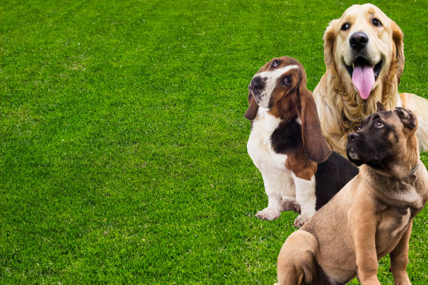 istock Different breeds of dogs on green grass background 1488428093