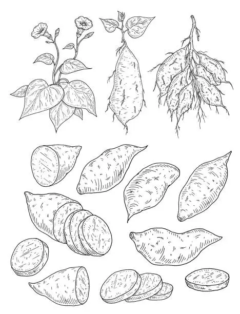 Vector illustration of Plant batatas with leaf, root and flower. Slice and whole sweet potato. Vintage engraving