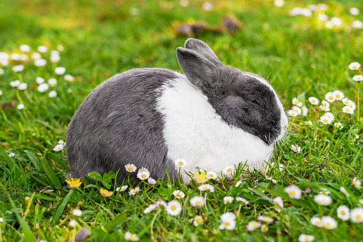 Sleeping lovely gray white rabbit on meadow with chamomile flowers close up