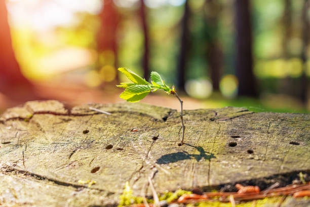 Green leaf sprouting on a felled tree closeup. Conceptual view. Fight for survival concept
