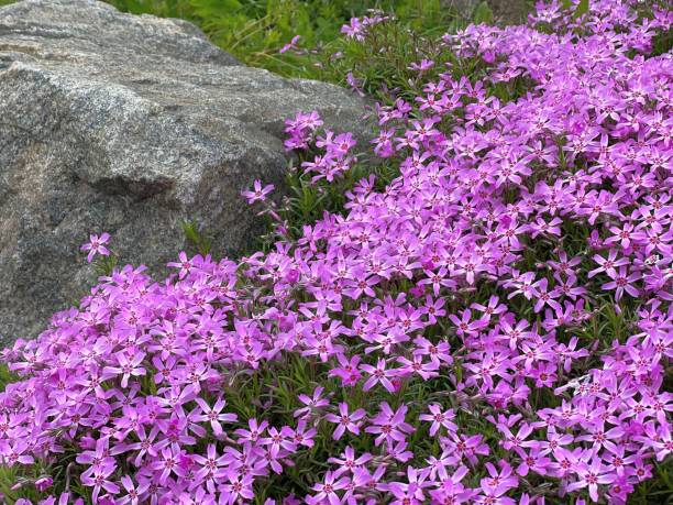 Pink flowers Alpine phlox subulata blossom.
