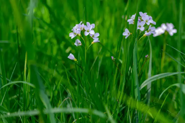 Cardamine pratensis cucko flower in bloom, group of petal flowering mayflowers on the meadow in green grass