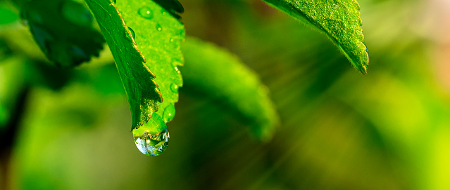 A drop of dew on a green leaf.