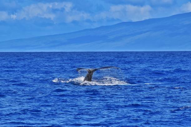 istock Humpback Whales in Maui, Hawaii 1488433905