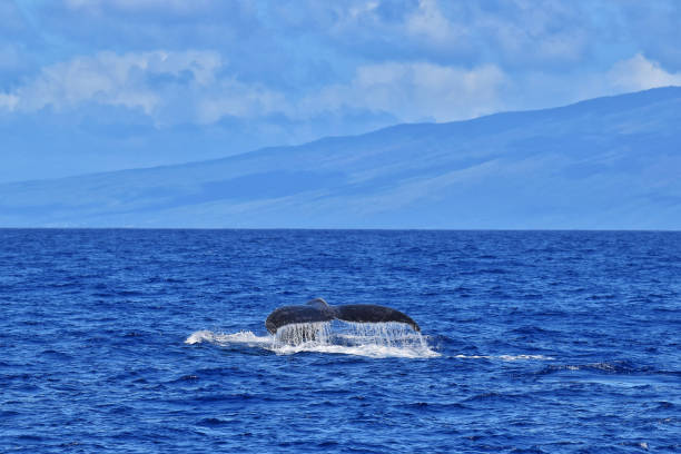 istock Humpback Whales in Maui, Hawaii 1488433954