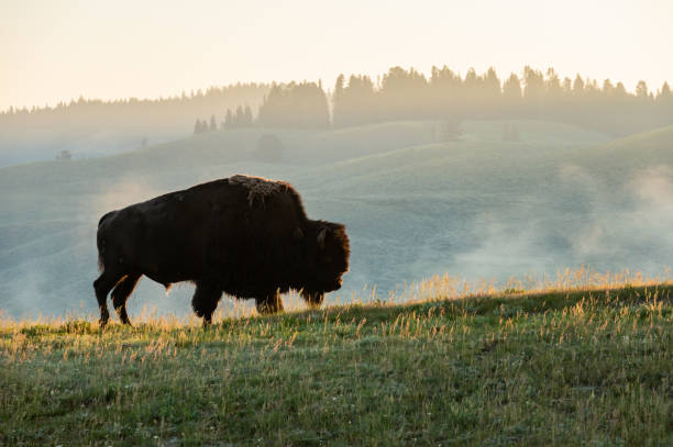 istock Bison Silhouetted By Morning Light On The Distant Hills 1488433968