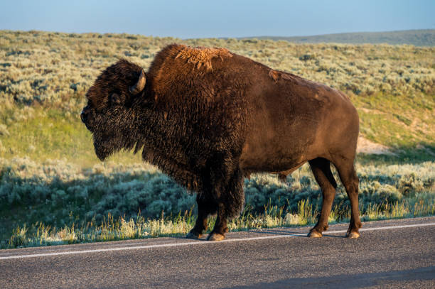 istock Bison Stands On Roadway and Sniffs The Air 1488434003