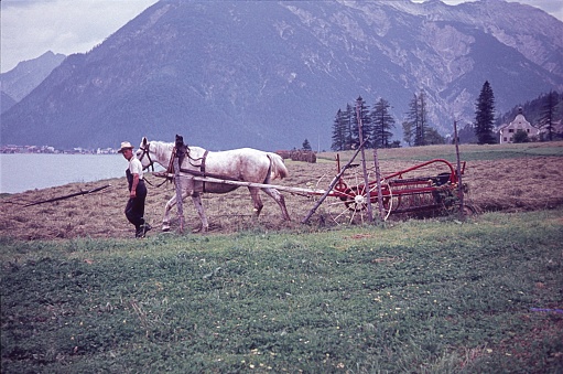 Buchau, Achensee, Austria, 1957. A farmer, his horse and a thresher are plowing down cut hay.