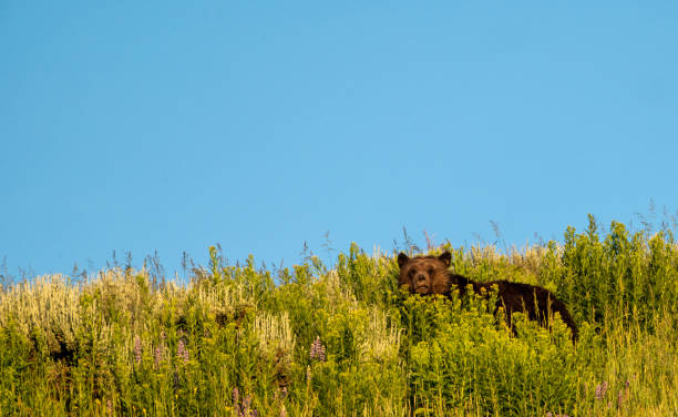 露の顔をしたハイイログマは背の高い草から見上げる - montana mountain lupine meadow ストックフォトと画像