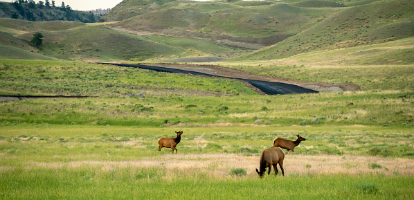 Elk Graze Near New Paved Road In Yellowstone National Park