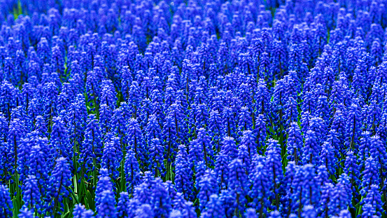 Blue muscari flowers on spring meadow, bright spring natural background. Gardening, landscape design