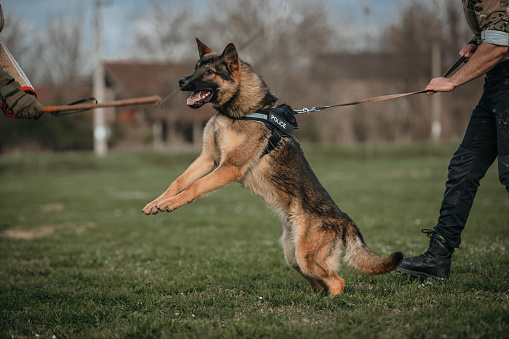 Police dog. Policeman with a German shepherd on duty.