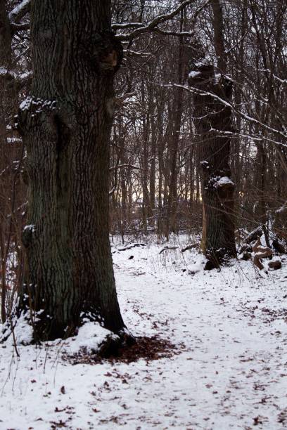 A majestic evergreen tree stands in the center of a pristine winter forest, with a vibrant red fire hydrant nestled in the snow at its base