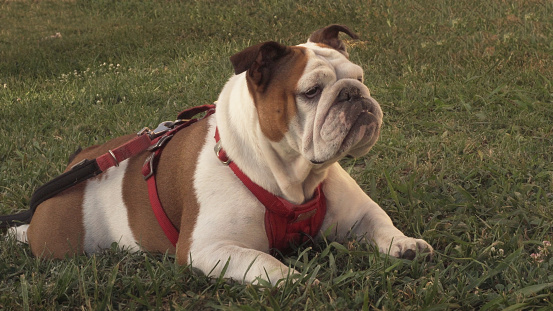 Alert, attentive English Bulldog lies down and looks intensely away