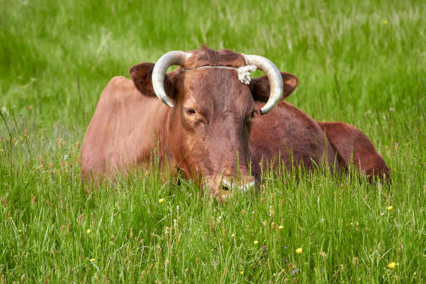 istock A red mature cow resting on green grass in a meadow 1488436886