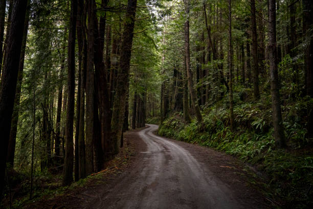 istock Narrow Dirt Road through the Redwoods 1488438109