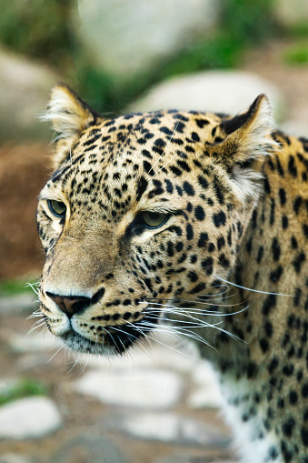 Portrait of a predatory spotted leopard animal