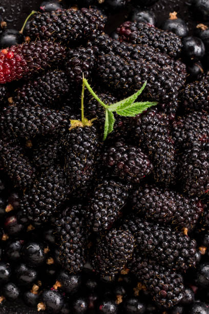 Raw blackberries and currants stock photo